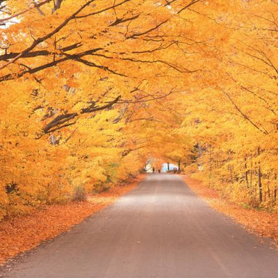 Fall Songs 2015