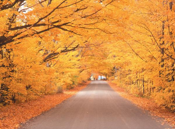 Fall Songs 2015